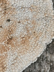 Lecanora rupicola