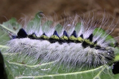 Acronicta major