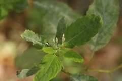 Impatiens parviflora