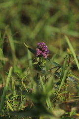 Floscopa glomerata