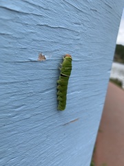 Papilio multicaudata