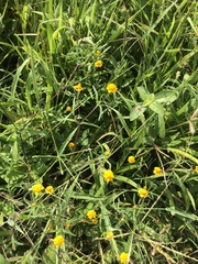 Melampodium linearilobum