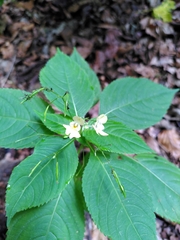 Impatiens parviflora
