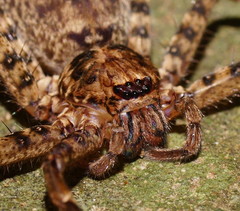 Heteropoda procera