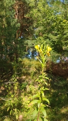 Oenothera biennis