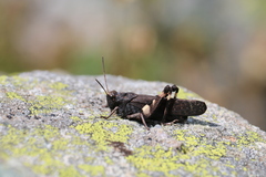 Psophus stridulus