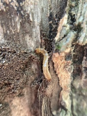 Dendroides canadensis