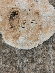Lecanora rupicola