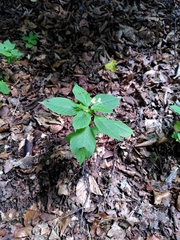Impatiens parviflora