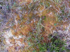 Sphagnum austinii