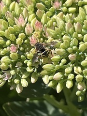 Anthidium oblongatum