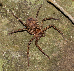 Heteropoda procera