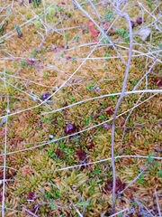 Sphagnum austinii