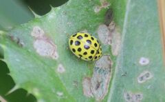 Psyllobora vigintiduopunctata