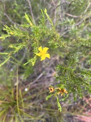 Hypericum fasciculatum