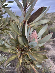 Protea laurifolia