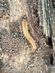 Dendroides canadensis