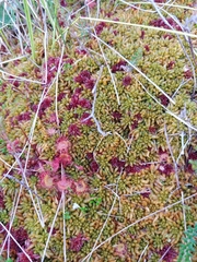 Sphagnum austinii