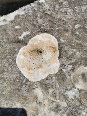 Lecanora rupicola