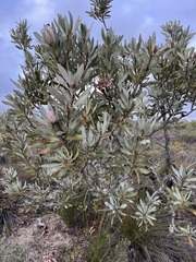 Protea laurifolia