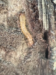 Dendroides canadensis