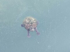 Sternotherus odoratus