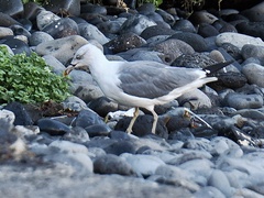 Larus michahellis atlantis