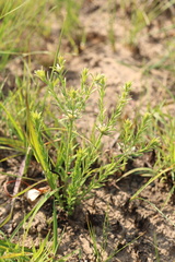 Gnidia nodiflora
