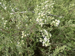 Symphyotrichum ericoides