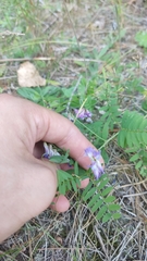 Vicia biennis