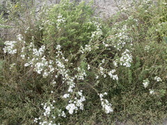 Symphyotrichum ericoides