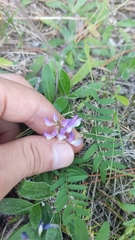 Vicia biennis