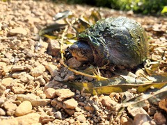 Sternotherus odoratus