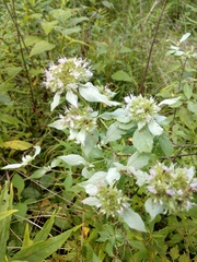 Pycnanthemum