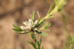 Gnidia nodiflora