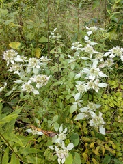 Pycnanthemum