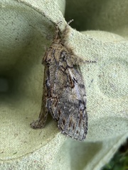 Peridea anceps
