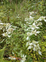 Pycnanthemum