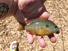 Lepomis megalotis