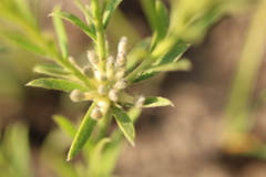 Gnidia nodiflora