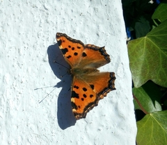 Nymphalis polychloros