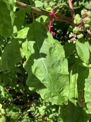 Pokeweed mosaic virus