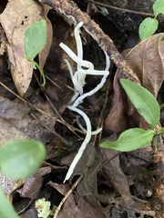 Calvatia fragilis