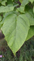 Catalpa speciosa