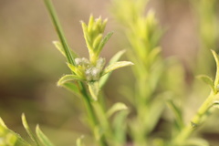 Gnidia nodiflora