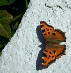 Nymphalis polychloros