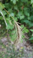 Elymus canadensis