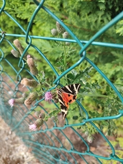 Euplagia quadripunctaria