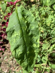 Pokeweed mosaic virus