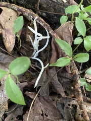 Calvatia fragilis
